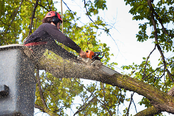 Best Tree Care Services  in Canby, MN